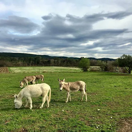 La Colline Des Oliviers *